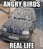 Angry-Birds-in-my-life.jpg