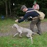 weimaraner